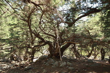 Fototapeta na wymiar Beautiful tree in the forest of Greece