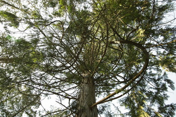 Tree in Greece