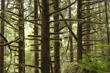Mossy Tree of Vancouver