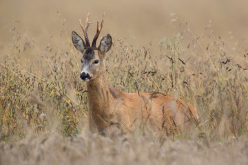 Roebuck - buck (Capreolus capreolus) Roe deer - goat