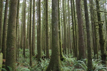 Mossy trees