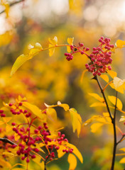 A branch with yellow leaves and red berries bokeh background. Autumn nature