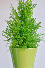 Green plant in green pot isolated on white background. Selective focus,