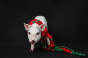 Funny piglet with on black background. Symbol of new year 2019. Cute mini pig