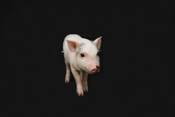 Funny piglet with on black background. Symbol of new year 2019. Cute mini pig