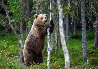 Brown bear standing on his hind legs. Female of Brown Bear. Scientific name: Ursus Arctos.  Summer...