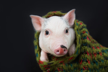Funny piglet with on black background. Symbol of new year 2019. Cute mini pig
