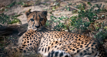 Cheetah lying in the grass posing for a natural portrait