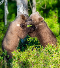Brown Bear Cubs playfully fighting, Scientific name: Ursus Arctos Arctos. Summer green forest background. Natural habitat.