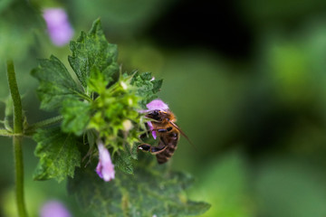 Ballota nigra , black horehound purple flowers. Honeybees collect nectar from the blooming false nettle.