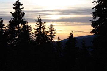 sunset in forest