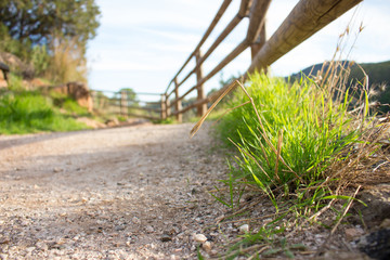 Grass. Bright spring grass field with sunlight bokeh background.