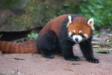 Fototapeta premium Red Panda