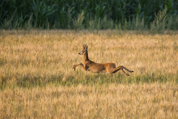 Roebuck - buck (Capreolus capreolus) Roe deer - goat
