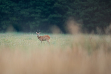 Roebuck - buck (Capreolus capreolus) Roe deer - goat