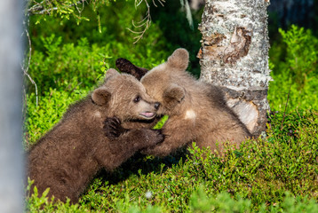 Brown Bear Cubs playfully fighting, Scientific name: Ursus Arctos Arctos. Summer green forest background. Natural habitat.