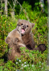 Brown Bear Cubs playfully fighting, Scientific name: Ursus Arctos Arctos. Summer green forest background. Natural habitat.