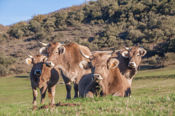 Vacas en el campo contemplando 