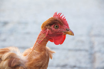 Gallina con cuello pelado, sin plumas
