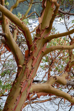Bark peeling off an Arbutus tree, Canada