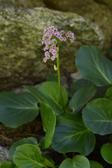 Bergenia crassifolia