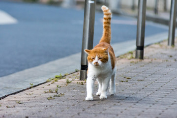 街猫　野良猫