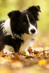 Border Collie zwinkert mit dem Auge