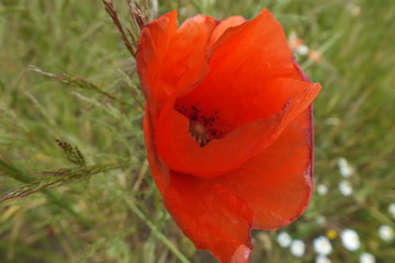 red flower -Klatschmohn