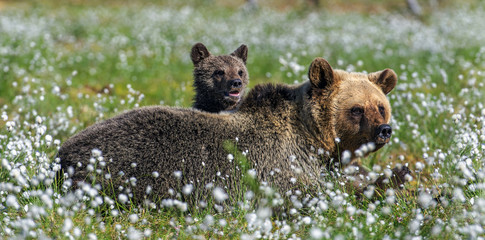 She-bear and bear cubs in the summer forest on the bog among white flowers. Natural Habitat. Brown bear, scientific name: Ursus arctos. Summer season. © Uryadnikov Sergey