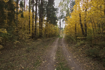 Fototapeta premium Dirt road through the autumn forest