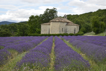 Fototapeta na wymiar Lavande Provence