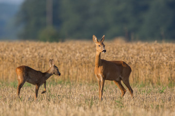 Roebuck - buck (Capreolus capreolus) Roe deer - goat