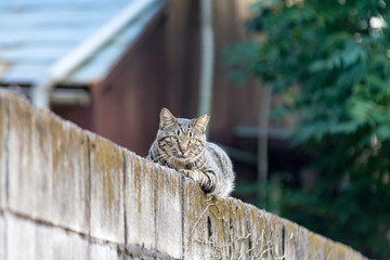 街猫　野良猫