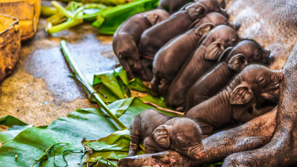 Baby Pigs in Thailand