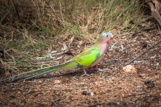 Colorful princess parrot (Polytelis alexandrae), Central Australia, Northern Territory, Australia