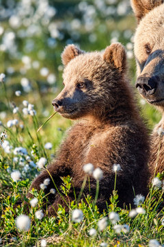 Brown bear cub and she-bear in the summer forest, among white flowers. Closeup portrait. Scientific name: Ursus arctos. Natural Summer Green Background. Natural habitat.