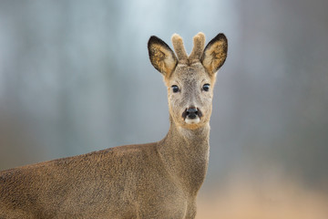 Roebuck - buck (Capreolus capreolus) Roe deer - goat