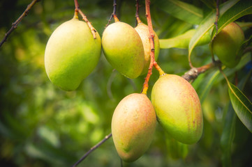 Mango Fruits