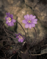 Blue violet anemone flower growing in a stone wall