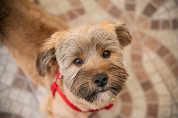 cagnolini animali domestici