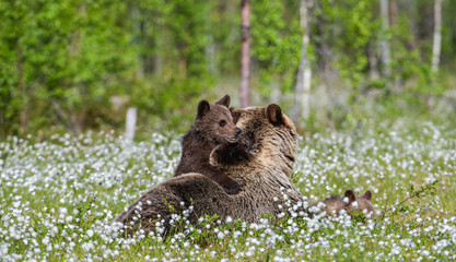She-bear and bear cubs in the summer forest on the bog among white flowers. Natural Habitat. Brown bear, scientific name: Ursus arctos. Summer season. © Uryadnikov Sergey