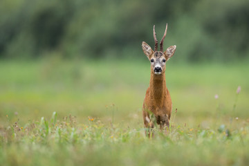Roebuck - buck (Capreolus capreolus) Roe deer - goat