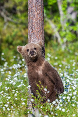 Brown bear cub in the summer forest among white flowers. Scientific name: Ursus arctos. Natural Green Background. Natural habitat.