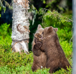 Brown Bear Cubs playfully fighting, Scientific name: Ursus Arctos Arctos. Summer green forest background. Natural habitat.