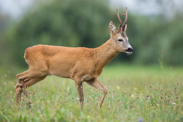 Roebuck - buck (Capreolus capreolus) Roe deer - goat
