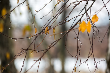 Branches of birch with earrings in raindrops in late autumn.