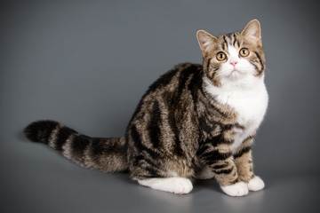 Scottish straight shorthair cat on colored backgrounds