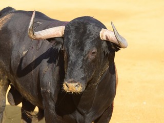 toros de lidia