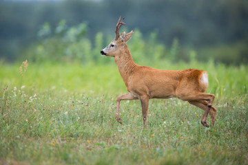 Roebuck - buck (Capreolus capreolus) Roe deer - goat © szczepank