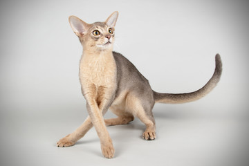 Abyssinian cat on colored backgrounds